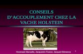1 CONSEILS DACCOUPLEMENT CHEZ LA VACHE HOLSTEIN Hoornaert Manuelle, Jacquemin France, Jacquet Clémence.