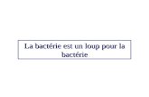 La bactérie est un loup pour la bactérie. Bdellovibrio bacteriovorax Gram négatif proteobacteriacea Pseudomonas.