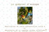 Le guêpier d'europe Réalisation de cette présentation suite à la découverte de ce superbe oiseau effectuée sur le lieu de nidification à Fréjus.