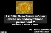 Le cilié Mesodinium rubrum abrite un endosymbiose permanent ? Par : Karolina SZOPINSKA Leila B.REZAZGUI M1 BEM (Hansen P. J., Fenchel T. 2006.)