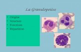 La Granulopoièse Origine Structure Fonctions Répartition.
