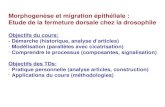 Morphogenèse et migration épithéliale : Etude de la fermeture dorsale chez la drosophile Objectifs du cours: - Démarche (historique, analyse darticles)