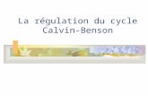 La régulation du cycle Calvin- Benson. Réaction Mehler / Cycle water-water Normalement, les électrons du photosystème I sont utilisés pour la réduction.