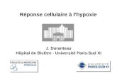 J. Duranteau Hôpital de Bicêtre - Université Paris-Sud XI Réponse cellulaire à lhypoxie.