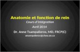 Anatomie et fonction de rein Cours dintégration Avril 2014 Dr. Anne Tsampalieros, MD, FRCP(C) atsampalieros@cheo.on.ca.