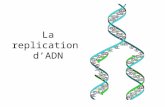 La replication dADN. Définition Le processus par lequel les cellules copient leur ADN Elle se produit pendant linterphase, avant la mitose/méiose On commence.