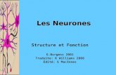Les Neurones Structure et Fonction G.Burgess 2001 Traduite: K Williams 2008 Édité: S MacInnes.