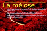 La méiose http://www.biology.arizona.edu/cell_bio/tutorials/meiosis/ page2.html http://www4.ncsu.edu/unity/users/b/bnchorle/www/ http://www.sumanasinc.com/webcontent/anisamples/maj.