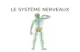 LE SYSTÈME NERVEAUX. Quel est le système nerveux? Un système biologique responsable de l'envoi, de la réception et du traitement des influx nerveux Il.