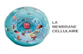 LA MEMBRANE CELLULAIRE. Est la frontière entre lintérieur et lextérieur de la cellule Entour des organites cellulaires Contrôle des entrées et des sorties