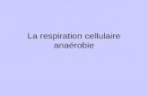 La respiration cellulaire anaérobie. Types de respiration cellulaire: Aérobie Se produit en présence doxygène Anaérobie Se produit sans oxygène O2O2 O2O2