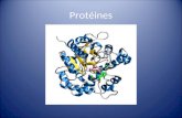 Protéines. Types de protéines 1.Protéines structurales: Soutiennent ou protègent les structures cellulaires, les organes et les tissus 2.Enzymes: Facilitent.