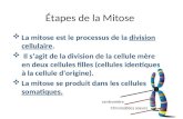 Étapes de la Mitose La mitose est le processus de la division cellulaire. Il sagit de la division de la cellule mère en deux cellules filles (cellules.