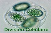 Division Cellulaire. Pourquoi les cellules se divisent- elles? Cellules sexuelles 1. Produisent des gamètes pour la reproduction (se trouvent dans les.