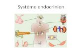 Système endocrinien. Rôle du système endocrinien Régule la fonction des organes utilisant les hormones Exemples des hormones: – Testostérone – Oestrogène.