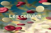 Les cellules. Multicellulaire Formes de nombreuses cellules Ex: etre humains