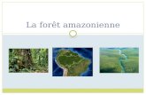 La forêt amazonienne. 1- Quel genre de forêt se retrouve sur ce territoire de la forêt amazonienne? On retrouve la forêt tropicale humide.
