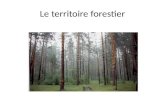 Le territoire forestier. Les activités forestières coupe de bois chasse loisir acériculture (érablières) culture des sapins de noël.
