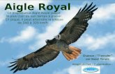 Aigle Royal Le majestueux Aigle Royal passe le plus clair de son temps à planer. En piqué, il peut atteindre la vitesse de 240 à 320 km/h… Chanson : Tenvoler.
