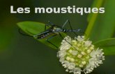 Les Culicidae, communément appelés moustiques, sont classés dans lordre des Diptères et le sous-ordre des Nématocères, ils sont caractérisés par des antennes.