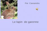 Le lapin de garenne Par Cassandra. Description physique Il a des pattes postérieures plus longues que celles de devant et une queue très courte. Ses oreilles.