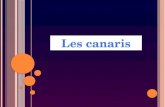 V OICI UNE IMAGE I NFORMATIONS SUR LE CANARI Le Canari est la forme domestiquée du Serin des Canaries (Serinus canaria). La sélection de ces oiseaux.