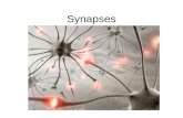 Synapses. Definition dun synapse Lespace entre deux neurones communiquant Généralement entre le bouton terminal dun neurone et la dendrite dun autre neurone.