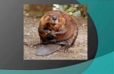 Caractéristiques physiques du castor: Le castor a une longue queue et en dessous de la queue, il a une glande odoriférante. Cet animal a des grandes dents.