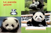 Le panda géant. Caractéristiques physiques à Lâge adulte Le panda géant est noir et blanc. Il est fort et gros. Il a une fourrure épaisse et huileuse.