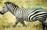 Les zèbres des plaines ont des rayures qui sont noires et blanches. La partie avant du corps a des larges rayures qui sont verticales et les pattes ont.