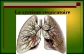 Le système respiratoire. Le système respiratoire dun porc.
