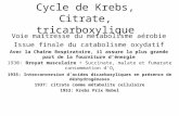 Cycle de Krebs, Citrate, tricarboxylique Voie maîtresse du métabolisme aérobie Issue finale du catabolisme oxydatif Avec la Chaîne Respiratoire, il assure.