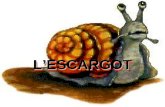 LESCARGOTLESCARGOT Cest lhistoire dun petit escargot qui se promène dans la savane…