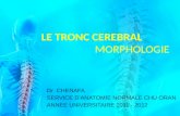Dr CHENAFA SERVICE DANATOMIE NORMALE CHU ORAN ANNEE UNIVERSITAIRE 2011 - 2012 LE TRONC CEREBRAL MORPHOLOGIE.