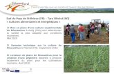 Sud du Pays de St-Brieuc (FR) – Tara Oltului (RO) « Cultures alimentaires et énergétiques » 1 2/ Semaine technique sur la culture du Miscanthus à Plaintel.