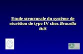 Etude structurale du système de sécrétion de type IV chez Brucella suis.