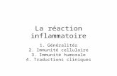 La réaction inflammatoire 1.Généralités 2.Immunité cellulaire 3.Immunité humorale 4.Traductions cliniques.