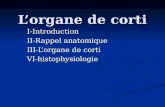 L organe de corti I-Introduction II-Rappel anatomique III-L organe de corti VI-histophysiologie.