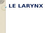 LE LARYNX. PLAN DU COURS GENERALITES CONSTITUTION CNFIGURATION EXTERIEURE & RAPPORTS CONFIGURATION INTERIEURE VASCULARISATION INNERVATION.