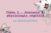 Thème 5 – Anatomie et physiologie végétale La photosynthèse.