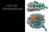1 Le nucléosome ADN et chromosomes. 2 Plan I - Structure et fonction de l'ADN II - ADN chromosomique et emballage dans la fibre chromatinienne –organisation.