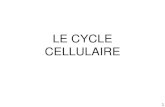 1 LE CYCLE CELLULAIRE. 2 III - Contrôle intra-cellulaire des événements du cycle cellulaire.