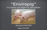 Enviropig Le cochon qui digère le phosphore Alexandre FAUCHOT Jasper EATON.