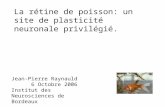 La rétine de poisson: un site de plasticité neuronale privilégié. Jean-Pierre Raynauld 6 Octobre 2006 Institut des Neurosciences de Bordeaux.