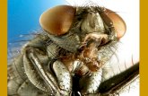 Les invertébrés – Les arthropodes Exemples… Arachnides (araignées, scorpions, tiques)
