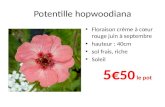 Potentille hopwoodiana Floraison crème à cœur rouge juin à septembre hauteur : 40cm sol frais, riche Soleil 5 50 le pot.