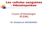 Cours dHistologie PCEM1 Dr Delphine BOUDARD Les cellules sanguines - Hématopoïèse