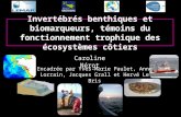 Invertébrés benthiques et biomarqueurs, témoins du fonctionnement trophique des écosystèmes côtiers Caroline Nérot Encadrée par Yves-Marie Paulet, Anne.