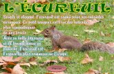 Images du Net – Présentation : Écureuil roux et écureuil gris. Sciurus vulgaris, lécureuil roux, est le plus observable en Europe et en Asie. Le terme.