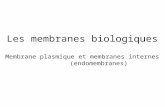 Les membranes biologiques Membrane plasmique et membranes internes (endomembranes)